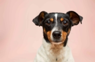 Tierische Begleiter im Zeitalter der Digitalisierung: Hundeliebhaber und ihre Online-Communitys